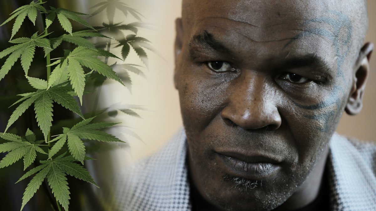 Mike Tyson lägger en hel del pengar på cannabis.